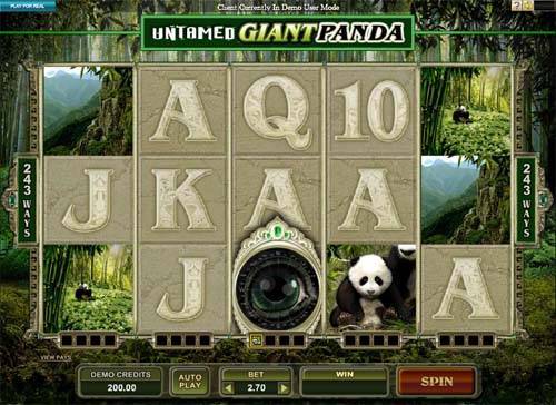 Untamed Giant Panda